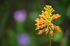 Platanthera chapmanii