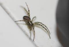 Araneoidea