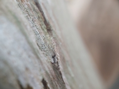 Chaenotheca xyloxena