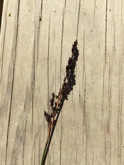 Machaerina teretifolia