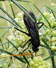 Pepsis menechma