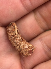 Canachites canadensis