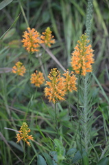 Platanthera chapmanii
