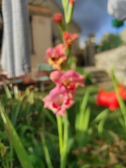 Gladiolus × hortulanus