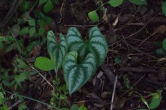 Dioscorea spiculiflora