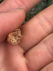 Canachites canadensis