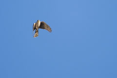 Accipiter striatus erythronemius