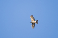 Accipiter striatus erythronemius