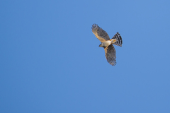 Accipiter striatus erythronemius