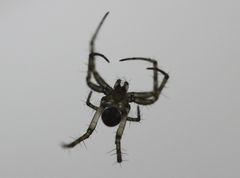 Araneidae