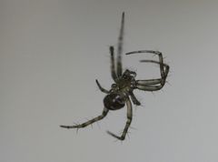 Araneidae