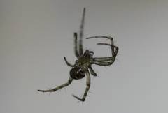 Araneidae