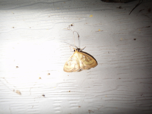 Pale-winged Crocidophora Moth photo 6