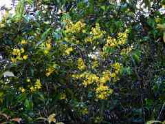 Ouratea cardiosperma