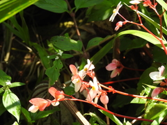 Begonia cucullata