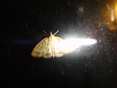 Crocidophora tuberculalis