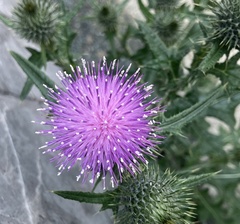 Cirsium vulgare