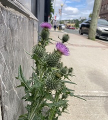 Cirsium vulgare