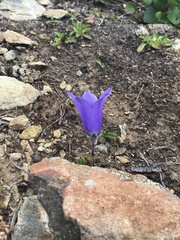 Campanula lasiocarpa