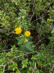 Pentanema spiraeifolium