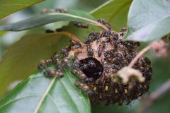 Polybia occidentalis bohemani