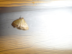 Crocidophora tuberculalis