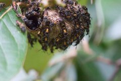 Polybia occidentalis bohemani