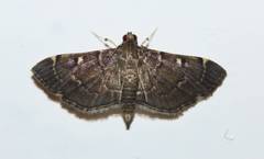 Lepidoptera