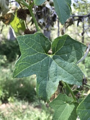 Sicyoeae