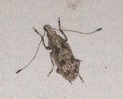 Discotenini