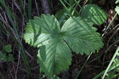 Fragaria orientalis