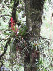 Tillandsia imperialis