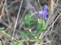Ruellia nitens