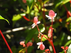 Begonia cucullata