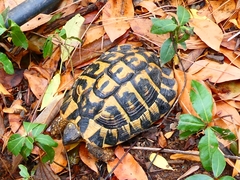 Testudo hermanni hermanni