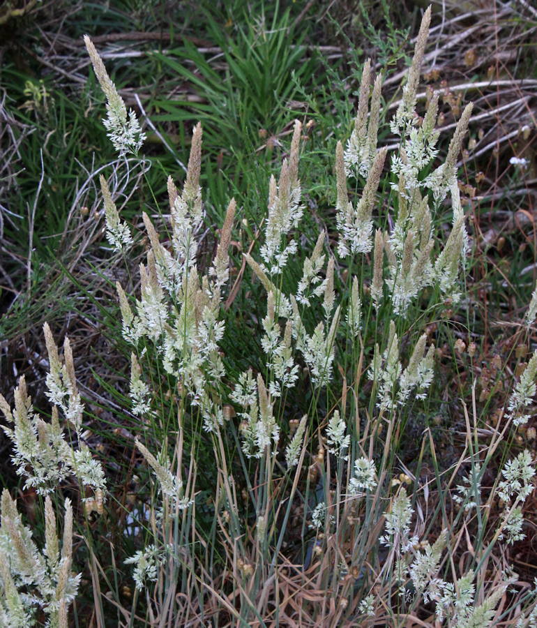 Holcus pintodasilvae