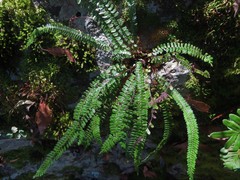 Asplenium monanthes