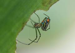 Leucauge argyrobapta