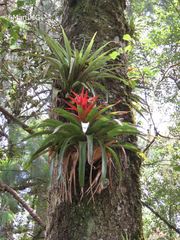 Tillandsia imperialis