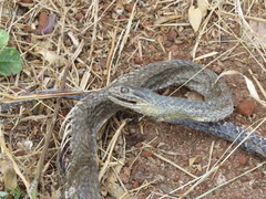 Cubophis cantherigerus