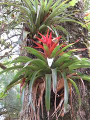 Tillandsia imperialis