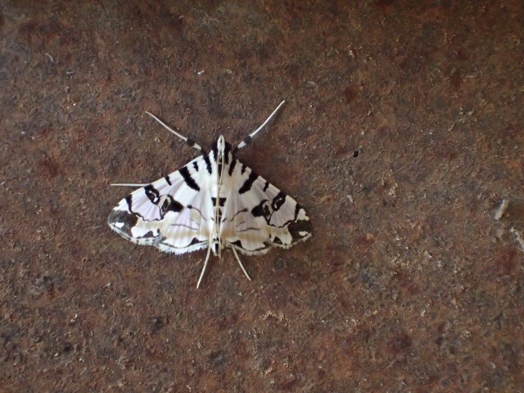Blush Conchylodes Moth