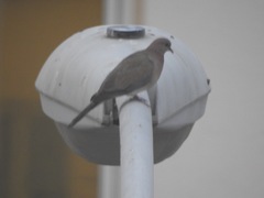 Streptopelia senegalensis