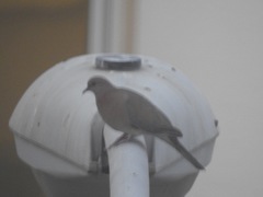 Streptopelia senegalensis