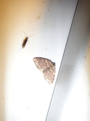 Anticlea multiferata