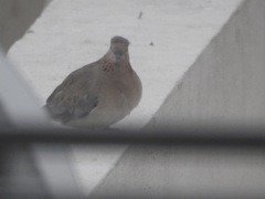 Streptopelia senegalensis
