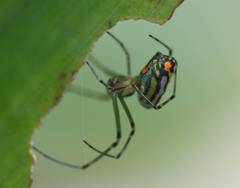 Leucauge argyrobapta
