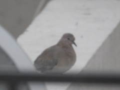 Streptopelia senegalensis