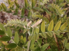 Astragalus cicer