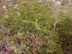 Astragalus cicer